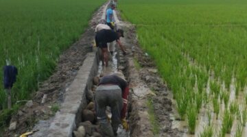 Proyek Pembangunan Lenning Desa Kesatuan Dipertanyakan Warga, APH Diminta Turun Tangan